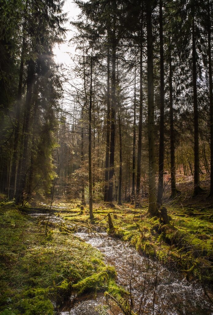 forest, landscape, river